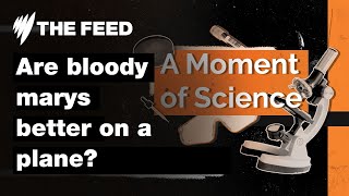 Are bloody marys better on a plane? | A Moment of Science | SBS The Feed