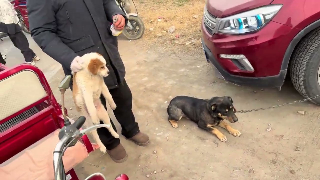 出身名门，流落凡尘当成串串狗，好货还是要遇到对的人