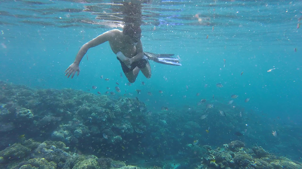 Red Sea Snorkelling Coral beach Jeddah , KSA YouTube