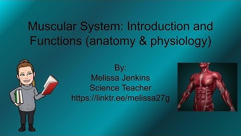 Muscular System: Introduction and Functions (anatomy & physiology)