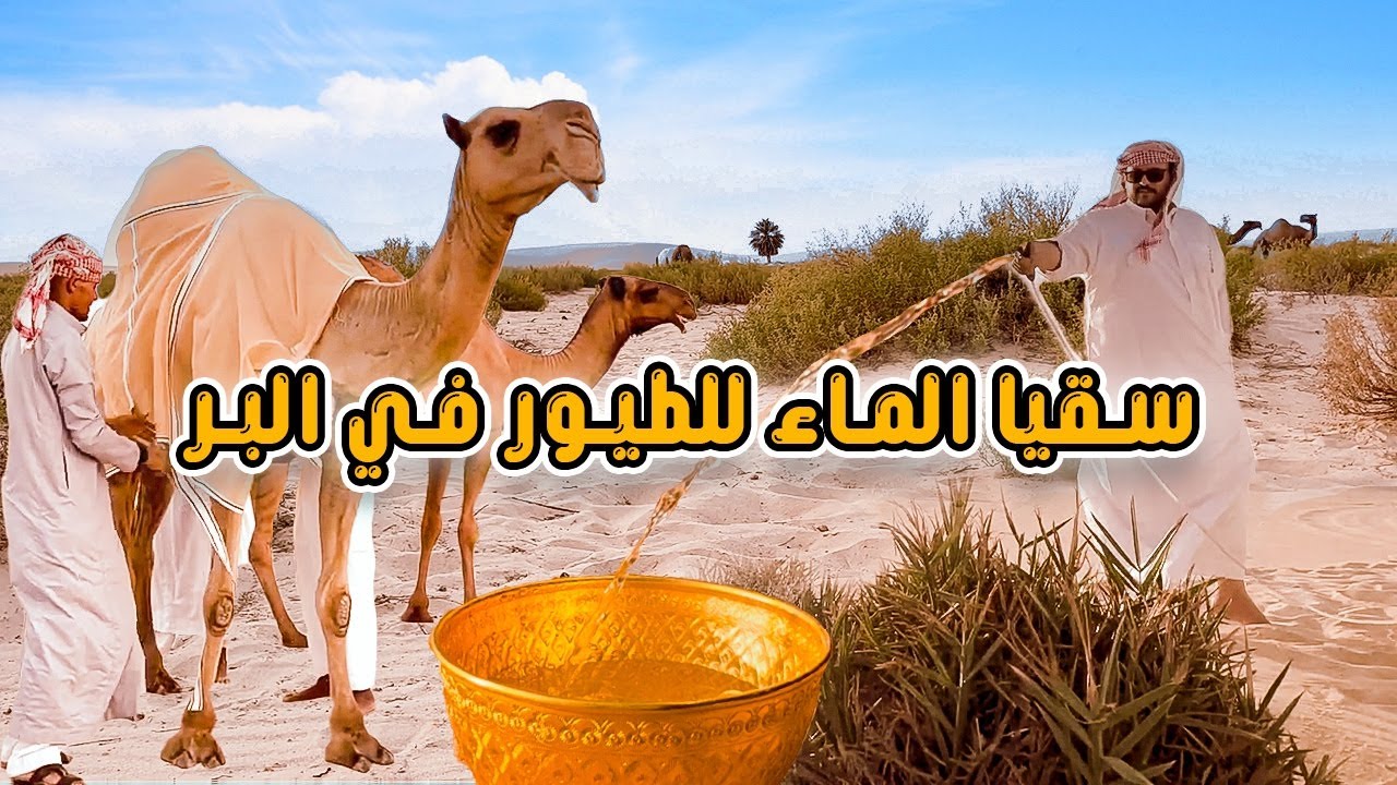 تجهيز سقيا الماء للطيور في البر