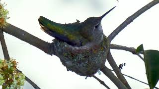 Anna&#39;s Hummingbird (Calypte anna) Brooding Her Eggs