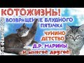 ВОЗВРАЩЕНИЕ БЛУДНОГО ПЯТАЧКА и многое другое! ❆ КОТОЖИЗНЬ! 8-15 февраля 2019