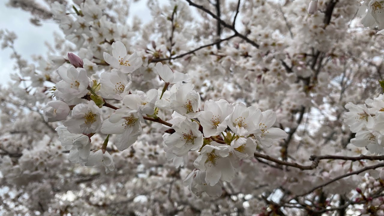 Japanese Sakura/Cherry Blossom High Park Toronto YouTube