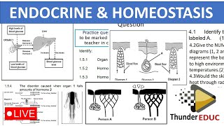 ENDOCRINE, HOMEOSTASIS (NEGATIVE FEEDBACK MECHANISMS) GRADE 12 LIFE SCIENCE [THUNDEREDUC]BY: M.SAIDI