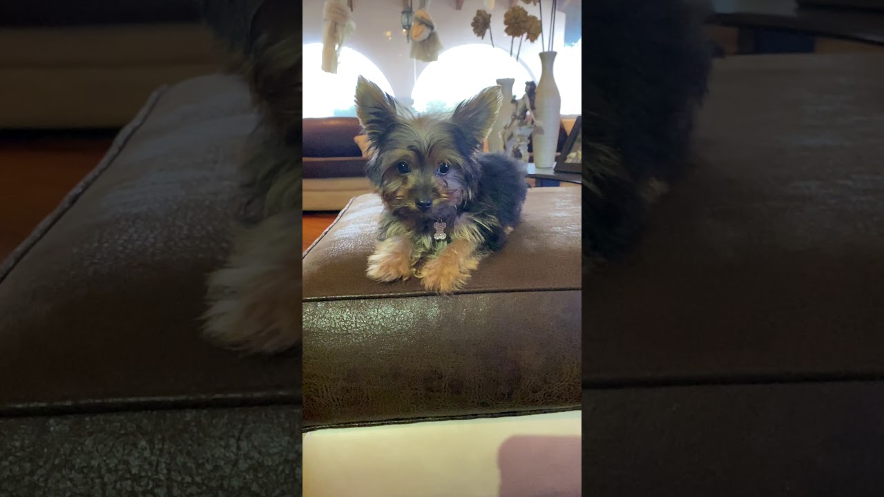 Yorkshire Terrier - Super Pet Quito Ecuador 
