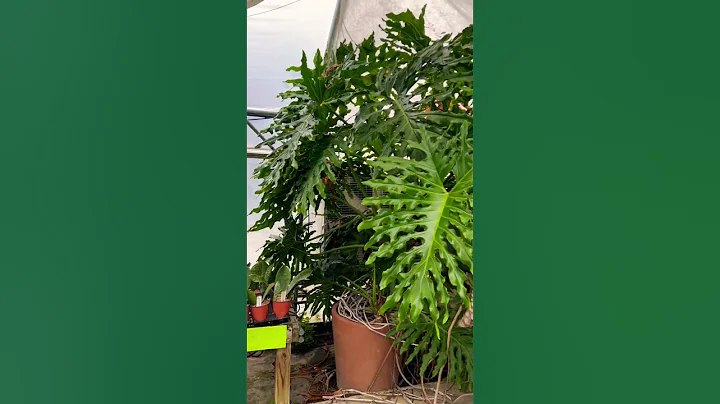 Philodendron Selloum Mature Specimen - 天天要聞