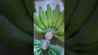 Download Lagu surat agung MP3