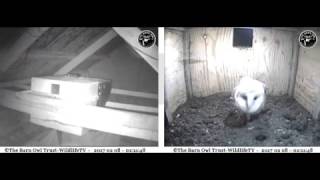 Barn Owls in barn and nestbox - Barn Owl Trust WildlifeTV COPYRIGHT = -http://www.wildlifetv.co.uk/webcams/barn-owl-trust-nestcam/ -http://www.barnowltrust.org.uk/index.html CORNISH