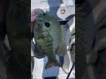 BEST EATING FISH! PROVE ME WRONG!! #conservation #landmanagement #fishing