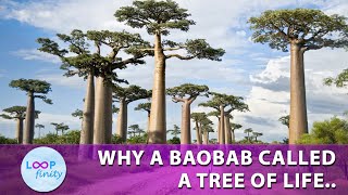 Giant Baobab Tree | The Tree of Life