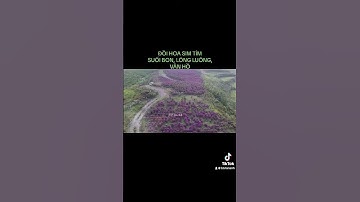 Đồi hoa sim tím Suối Bon, Lóng Luông, Vân Hồ