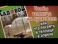 Чтобы теплица весной не пустовала, или что посеять в теплице в апреле