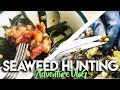 SEAWEED HUNTING IN SCOTLAND | ADVENTURE TRAVEL VLOG