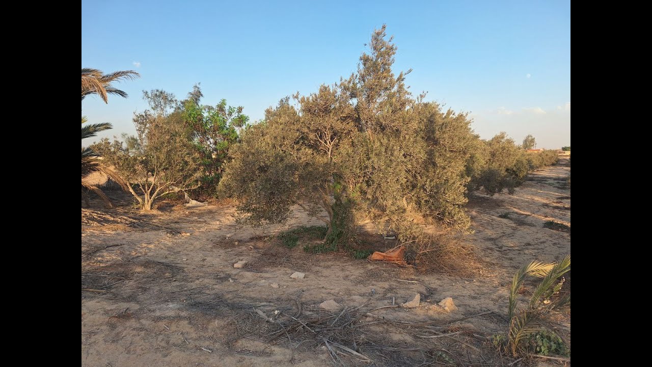 مزرعة 13 فدان و نص فرعي طريق مصر اسكندرية الصحراوي