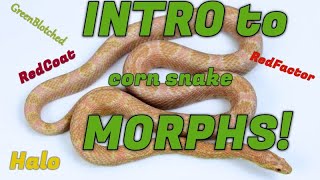 RedCoat, RedFactor, Halo, & GreenBotch! Intro to morphs!