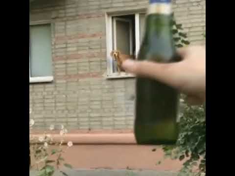 пёс не надо