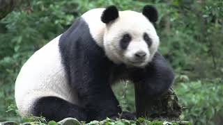 Ang Oso at ang Dalawang Magkaibigan