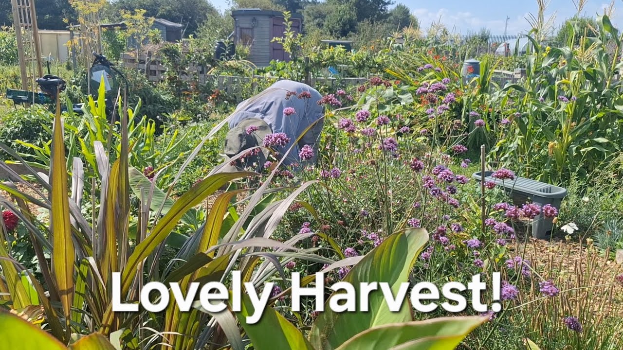 August Harvest Allotment Tour | Peppers, Sweetcorn, Squash and Figs