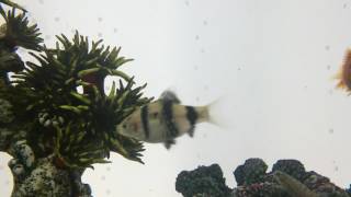 Видеофон Рыбки В Аквариуме