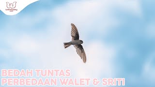 The Difference Between Swallows and Swiftlets