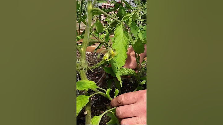 My 3 best #Tomato Pruning Tips for young plants