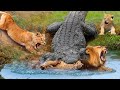 Disastrous! Giant Crocodile Bites The Male Lion&#39;s Head Off While He Trying To Protect Cubs