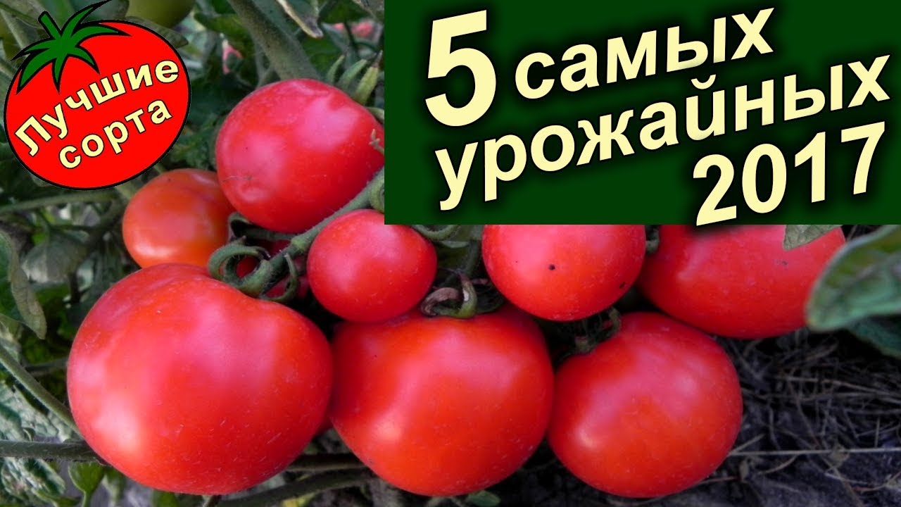 Самые Урожайные Семена Томатов 2017 (лучшие сорта томатов). - YouTube