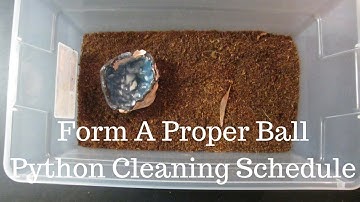 The Proper Ball Python Cleaning Schedule - Benjamin