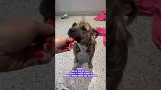 Meet Oakmoss🐾 | Good, good boy ready for you