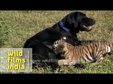 Orphaned Tiger cub suckles milk from Black Lab bitch