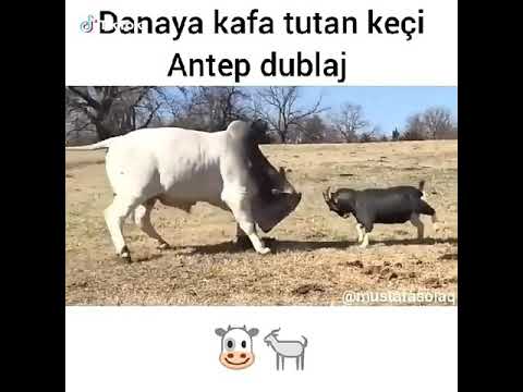 Danaya kafa tutan keçi