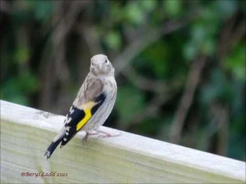 european juvenile goldfinch youtube
