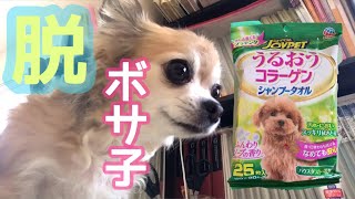 髪の毛チョッキン！脱ボサ子♡ナナちゃんをシャンプータオルで体を拭きます♡