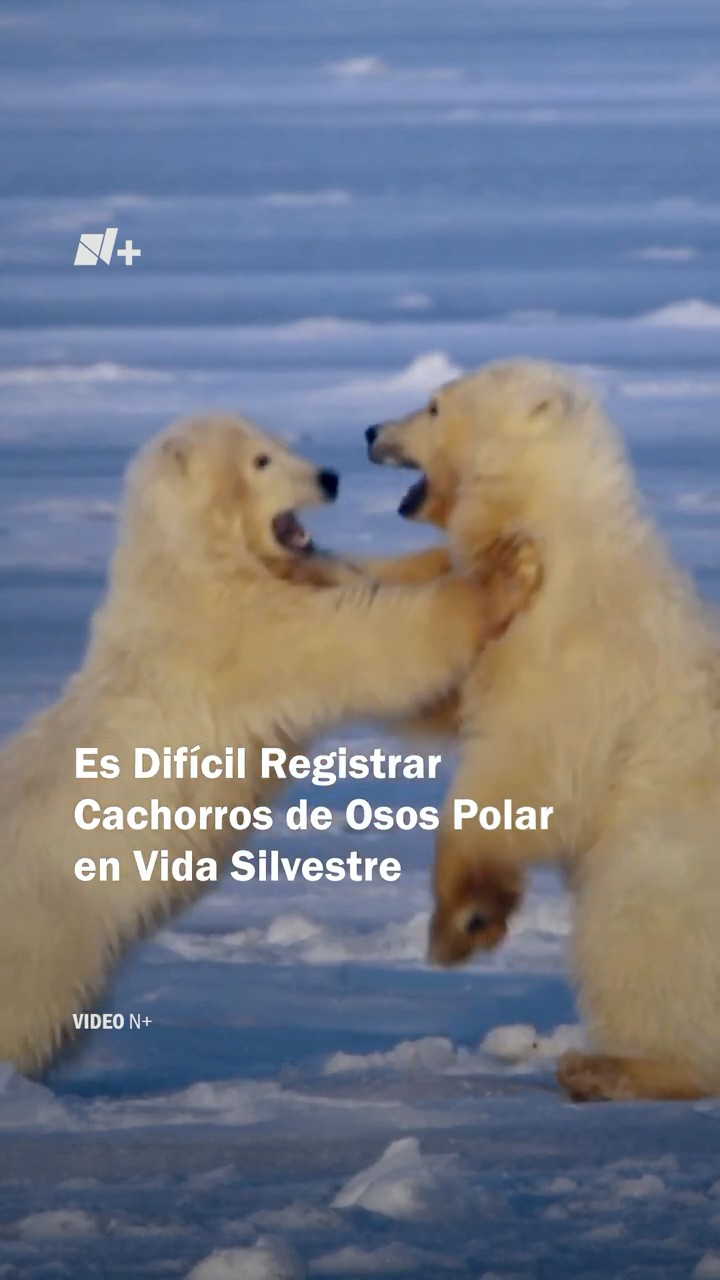 Es difícil registrar cachorros de osos polar en vida silvestre - N+ #shorts