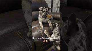 Korra And Bossco Play Time