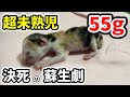 【仔猫出産】保護した威嚇猫の出産でトラブルが連続して…(かんろママ)