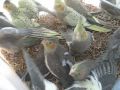 Baby Cockatiels at 4 weeks