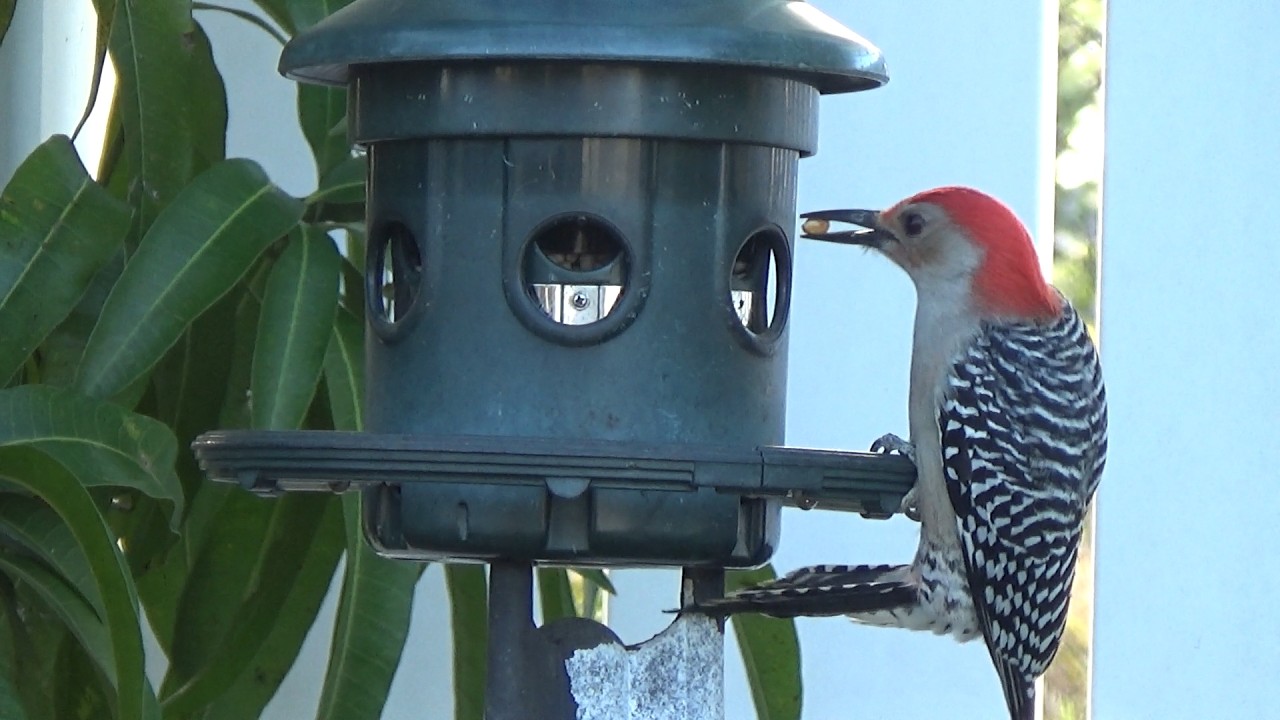 Birds try to outsmart a spring-loaded feeder