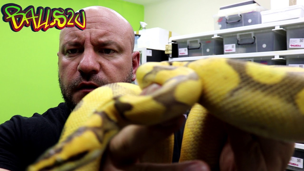 ball python setup snake discovery IHS, Shows, Snake bags and more........