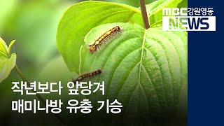 [뉴스리포트]작년보다 이른 매미나방 유충 기승20200518