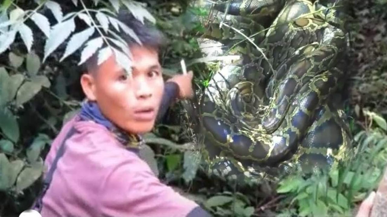 Шок! Охотники обнаружили в лесу 10-метрового питона размером с дерево, выслеживающего свою добычу...