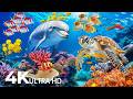OCEAN 4K | Sea Animals for Relaxation, Beautiful Coral Reef Fish in Aquarium 🐳 Ocean Relaxation Film