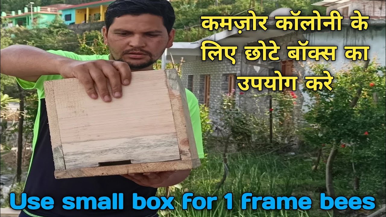 कमजोर मधुमक्खी का छत्ता छोटे बॉक्स में डालें और उसका रिजल्ट देखें !!! apis carana Indica beekeeping