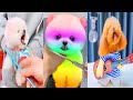 Tik Tok Chó Phốc Sóc Mini 😍 Funny and Cute Pomeranian #430