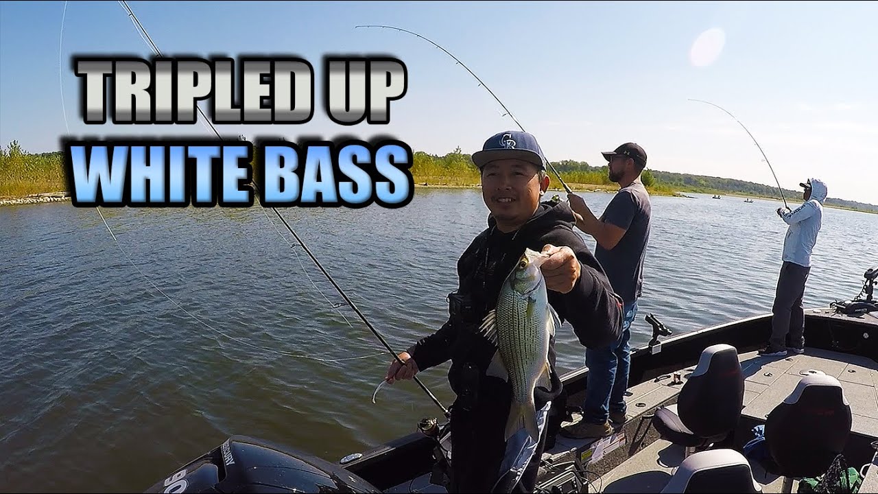 Tripling Up on White Bass 