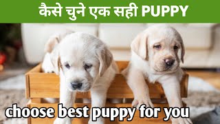 how to choose the right puppy / new puppy kaise lena chahiye kya dhyan rakhna chahiye