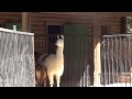 Llama✅Lama glama 🦙Лама