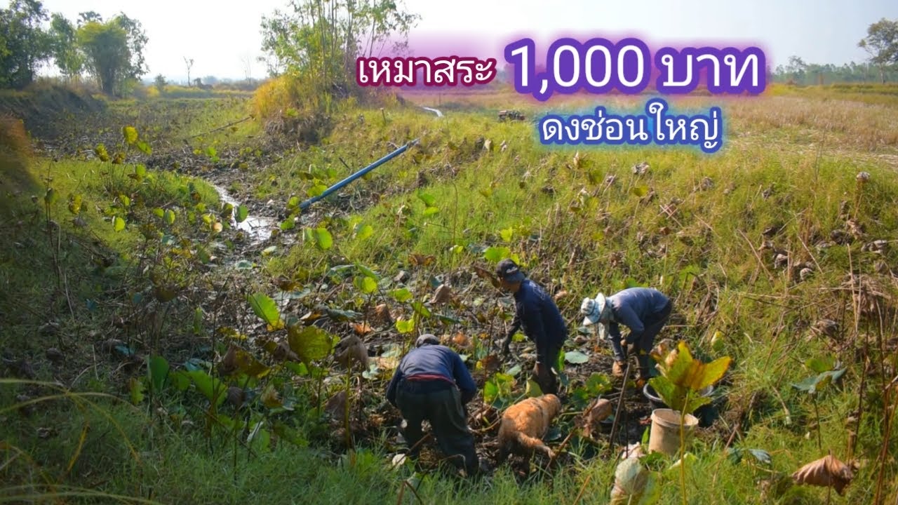 เหมาสระ 1,000 บาท ดงบัวหนาม น้ำเเค่เข่า ไม่คิดว่าปลาจะเยอะขนาดนี้ / บ้านนอก EP.585