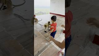 Series 227 – Patli Kamarya More | Part 2 🐵🐒💫 #langurmonkey #monkey